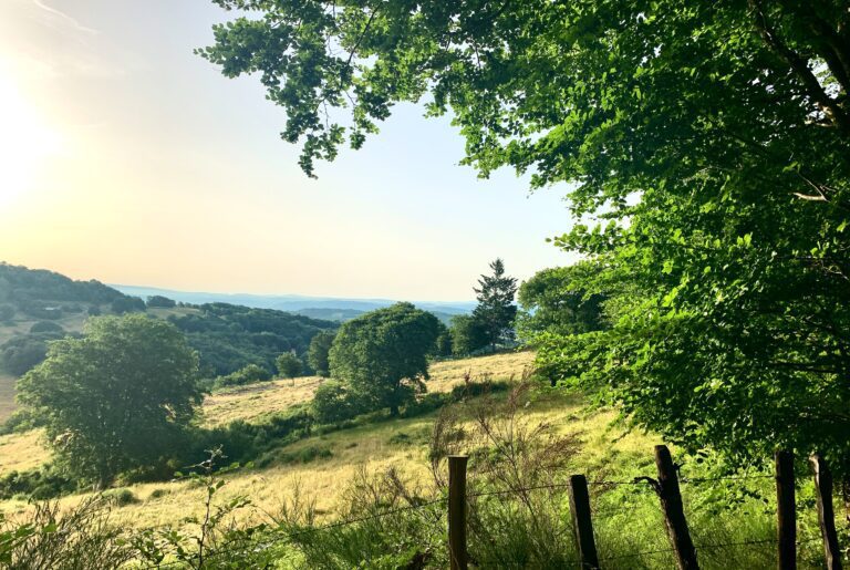 Gîtes Altobraco - Prairie d Aubrac au petit matin lisière de forêt proche des gîtes Altobraco