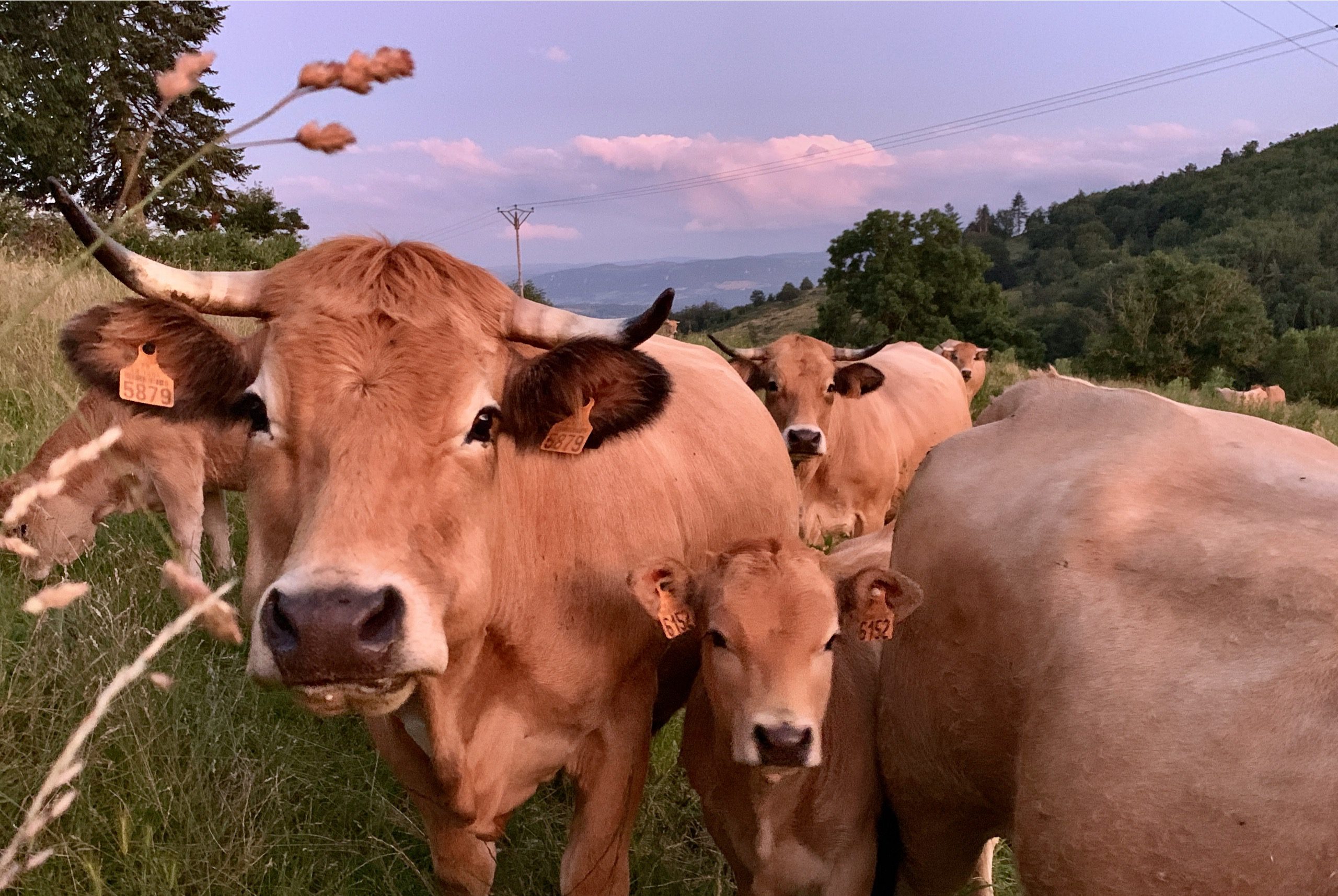 Gîtes Altobraco - Voisins d'Altobraco : vaches et veaux en pâture près des gîtes
