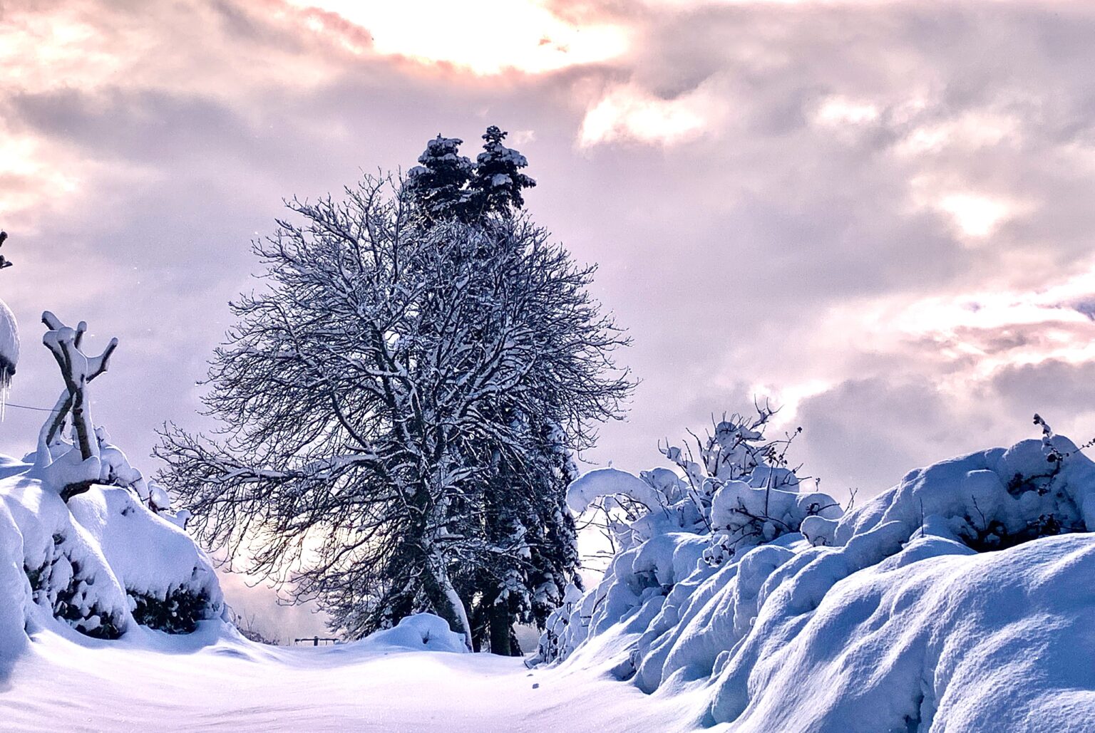 Gîtes Altobraco : 2 arbres et neige rose