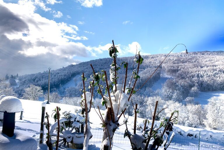 neige arbre papillon bois
