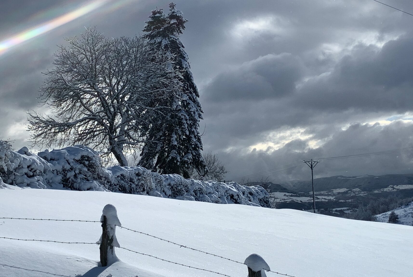 neige pature arbres gris