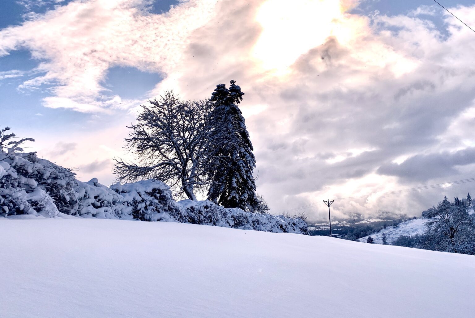 Deux grands arbres dans une prairie enneigée sous un ciel lumineux