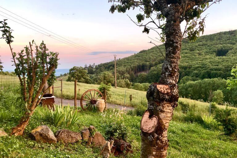 Gîtes Altobraco - Jardin et cerisier avec lumière du soir