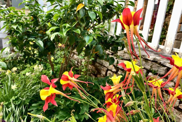 Gîtes Altobraco - fleurs dragons rouge et jaune dans jardin des gîtes