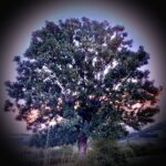 Frêne d'Aubrac, icône des Gîtes Altobraco, arbre-monde