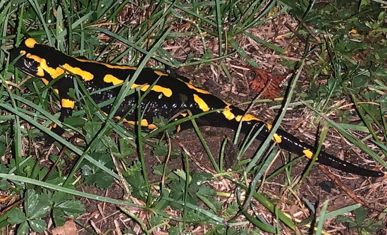 Gîtes Altobraco - salamandre dans l'herbe