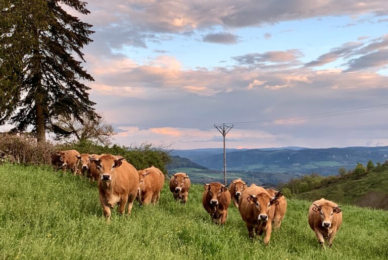 Gîtes Altobraco - troupeau de vaches aubrac dans une prairie verdoyante, panorama de Causses