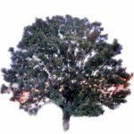 L-Arbre-Monde-02-logo