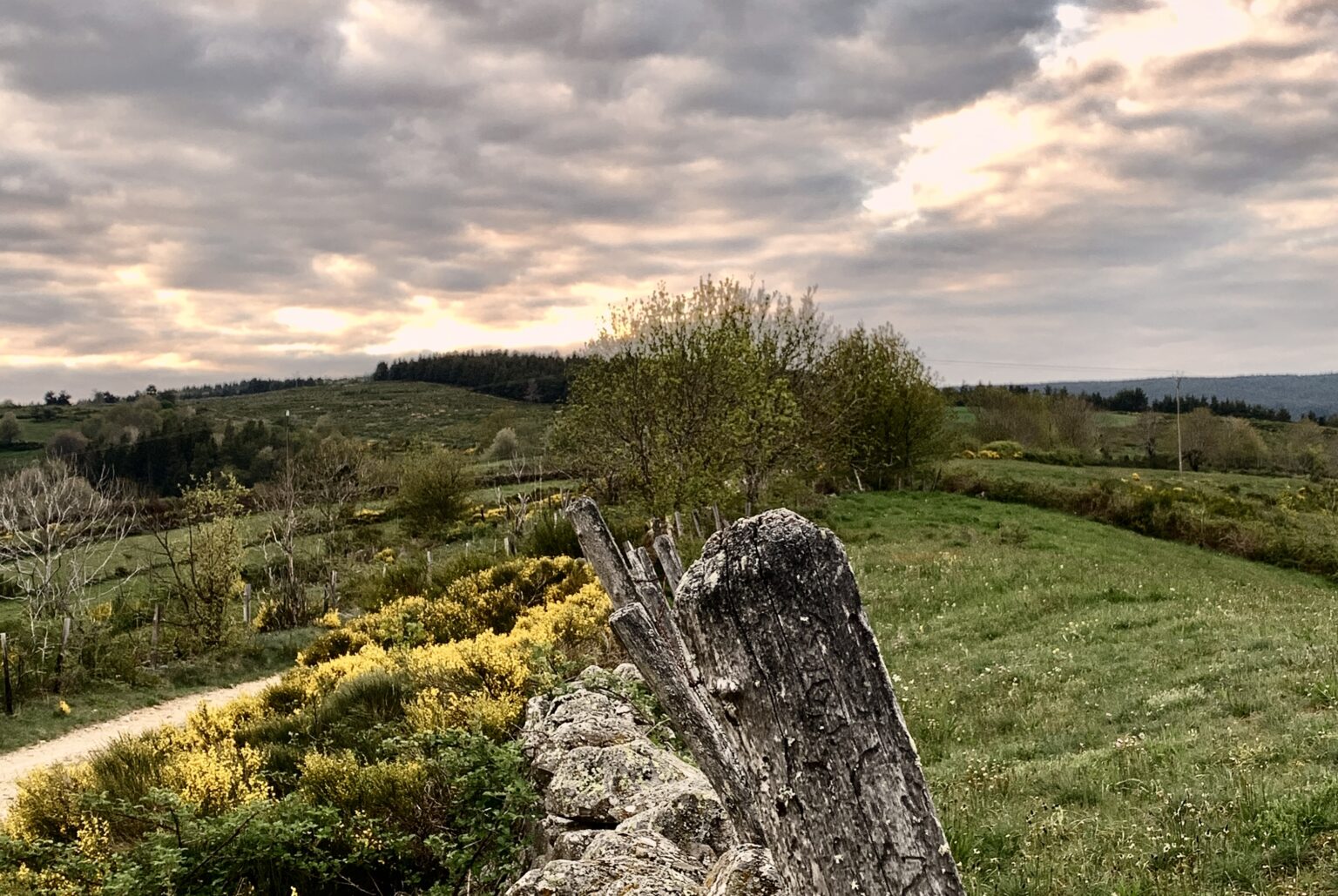 Genêts en fleur et muret de pierres sèches longent un chemin de randonnée