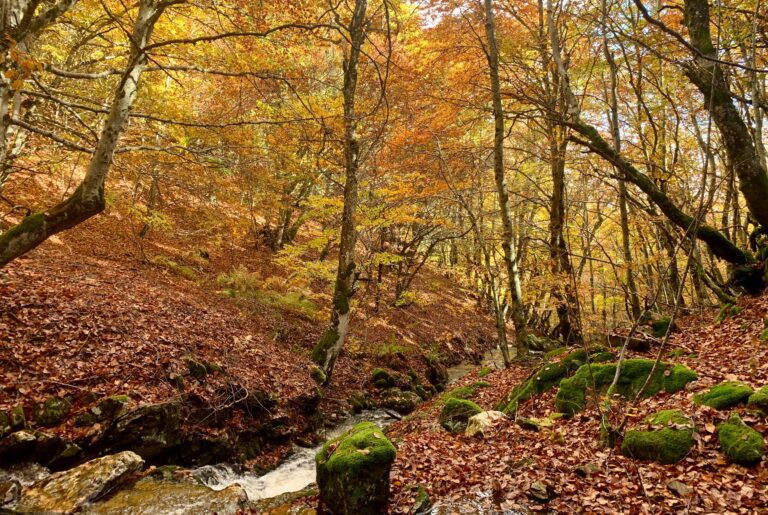 Gîtes-Altobraco en automne pour se ressourcer en pleine nature