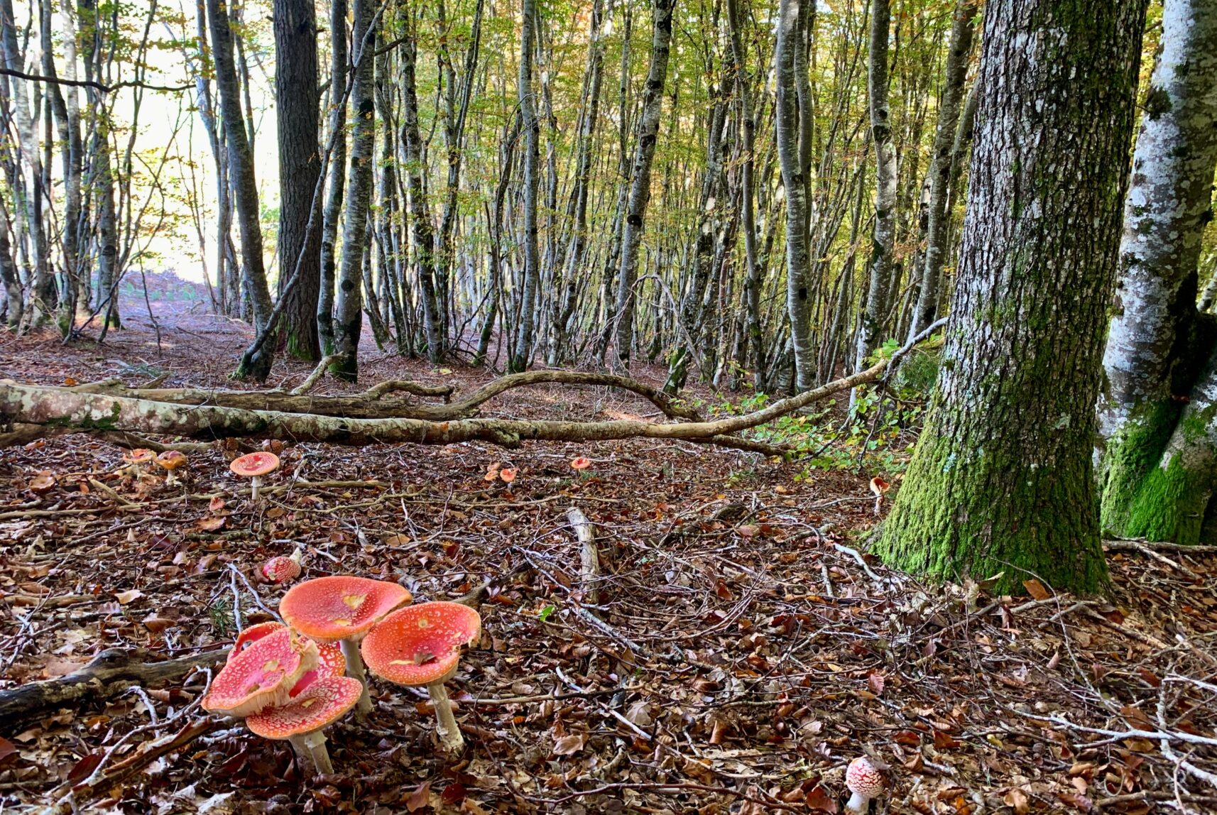 Foret-automne-2
