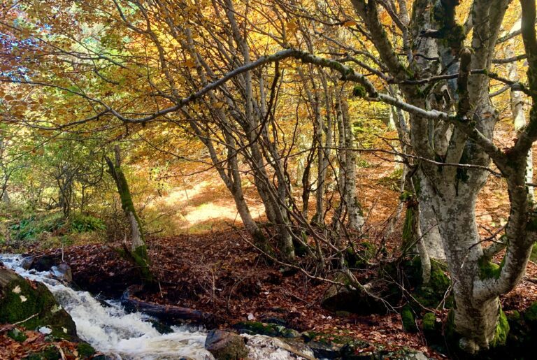 Foret-automne-3