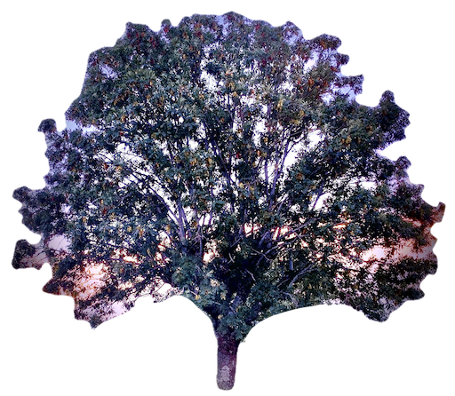 cropped-L-Arbre-Monde-logo-512-1 png