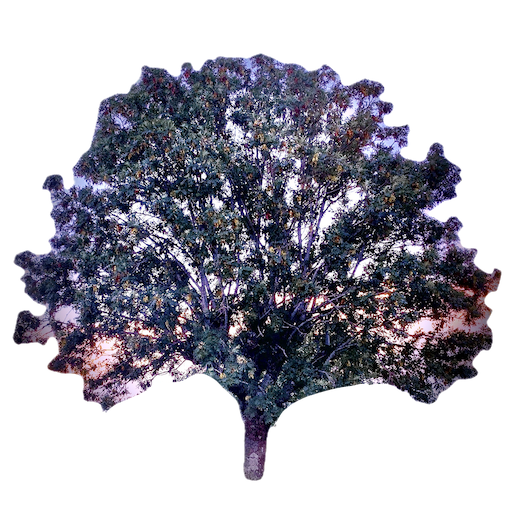cropped-L-Arbre-Monde-logo-512 png