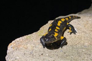 Gites-Altobraco-salamandre-3 Gîtes-Altobraco : la salamandre, signe d'un environnement préservé