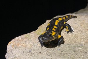 Gites-Altobraco-salamandre-3 Gîtes-Altobraco : la salamandre, signe d'un environnement préservé