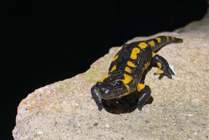 Gites-Altobraco-salamandre-3 Gîtes-Altobraco : la salamandre, signe d'un environnement préservé