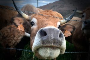 vache-aubrac-19